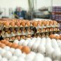 قیمت روز تخم در تاریخ ۲۵ آبان ۱۴۰۲ اعلام شد ، مشاهده جزییات قیمت تخم مرغ